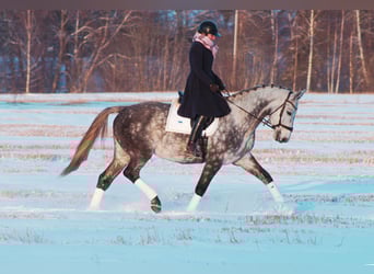 Lettone, Castrone, 7 Anni, 168 cm, Grigio