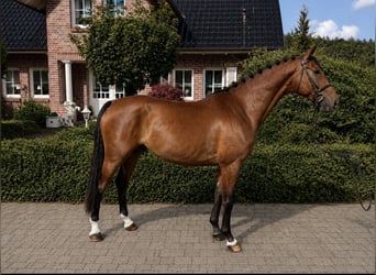 Lettone, Castrone, 7 Anni, 169 cm, Baio