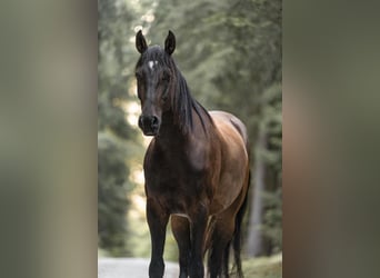Lettone, Castrone, 8 Anni, 165 cm, Baio
