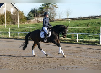 Lettone, Castrone, 9 Anni, 169 cm, Baio scuro