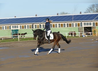 Lettone, Castrone, 9 Anni, 169 cm, Baio scuro