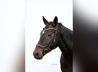 Lettone, Giumenta, 11 Anni, 165 cm, Baio scuro