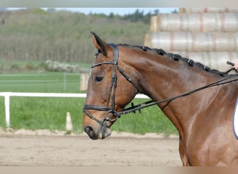 Lettone, Giumenta, 17 Anni, 167 cm, Baio