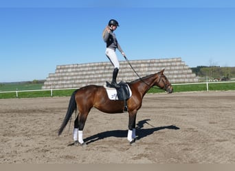 Lettone, Giumenta, 17 Anni, 167 cm, Baio