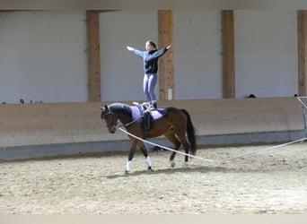 Lettone, Giumenta, 4 Anni, 158 cm, Baio
