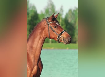 Lettone Mix, Giumenta, 5 Anni, 154 cm, Baio ciliegia