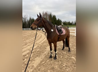 Lettone, Giumenta, 6 Anni, 165 cm, Baio ciliegia