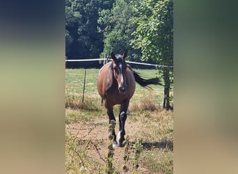 Lettone, Giumenta, 6 Anni, 169 cm, Baio