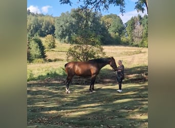 Lettone, Giumenta, 6 Anni, 169 cm, Baio