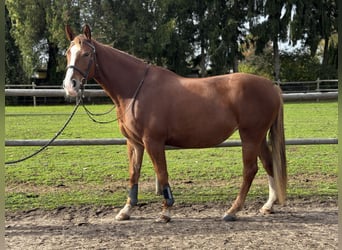 Lettone, Giumenta, 7 Anni, 165 cm, Sauro