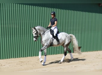 Lettone, Giumenta, 7 Anni, 169 cm, Grigio