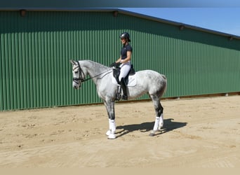 Lettone, Giumenta, 7 Anni, 169 cm, Grigio