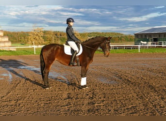 Lettone, Giumenta, 8 Anni, 165 cm, Baio scuro