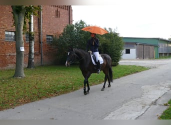 Lettone, Giumenta, 8 Anni, 165 cm, Baio scuro