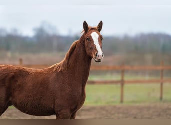 Lettone, Stallone, 1 Anno, 164 cm, Sauro scuro