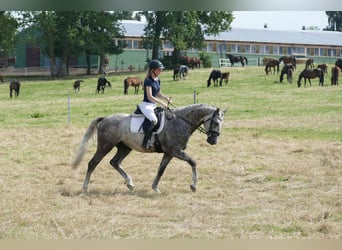 Lettone, Stallone, 4 Anni, 165 cm, Grigio