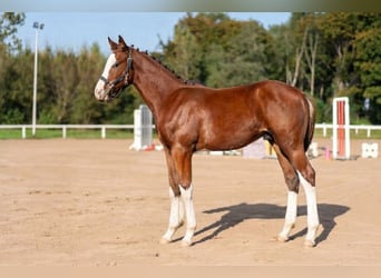 Lettone, Stallone, Puledri (06/2026), 170 cm, Baio ciliegia