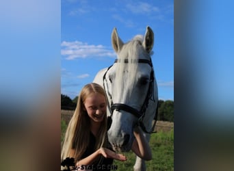 Leuke verzorg/bijrijd pony/Paard gezocht!