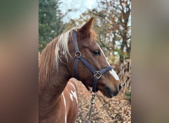 Lewitzer, Caballo castrado, 10 años, 145 cm