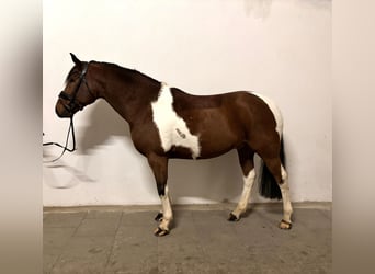 Lewitzer, Caballo castrado, 10 años, 145 cm, Pío