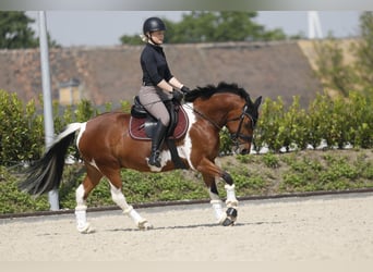 Lewitzer, Caballo castrado, 10 años, 145 cm, Pío