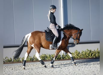 Lewitzer, Caballo castrado, 10 años, 145 cm, Pío