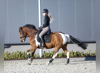 Lewitzer, Caballo castrado, 10 años, 145 cm, Pío