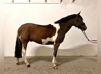 Lewitzer, Caballo castrado, 10 años, 145 cm, Pío