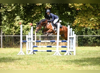 Lewitzer, Caballo castrado, 10 años, 145 cm, Pío