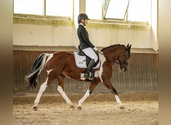 Lewitzer, Caballo castrado, 10 años, 145 cm, Pío