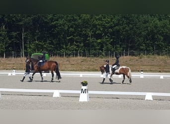 Lewitzer Mestizo, Caballo castrado, 12 años, 140 cm, Pío