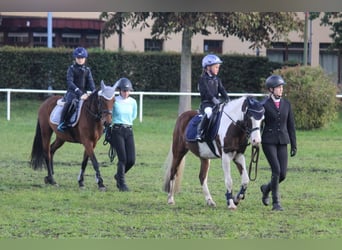 Lewitzer Mestizo, Caballo castrado, 12 años, 140 cm, Pío