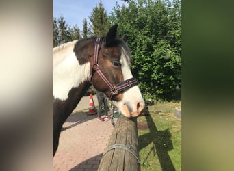 Lewitzer Mestizo, Caballo castrado, 12 años, 140 cm, Pío