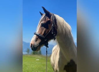Lewitzer, Caballo castrado, 13 años, 137 cm, Pío