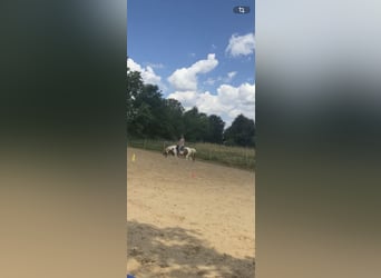 Lewitzer Mestizo, Caballo castrado, 13 años, 140 cm, Pío