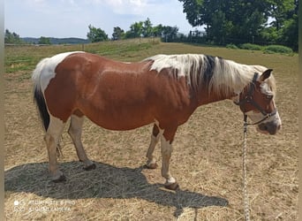 Lewitzer Mestizo, Caballo castrado, 15 años, 140 cm, Pío