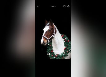 Lewitzer Mestizo, Caballo castrado, 15 años, 143 cm, Pío