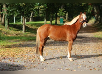 Lewitzer, Caballo castrado, 15 años, 144 cm, Alazán