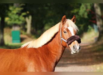 Lewitzer, Caballo castrado, 15 años, 144 cm, Alazán