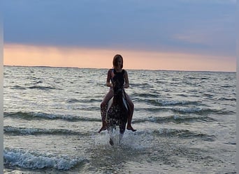 Lewitzer, Caballo castrado, 16 años, 128 cm, Pío