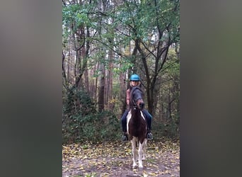 Lewitzer, Caballo castrado, 16 años, 128 cm, Pío