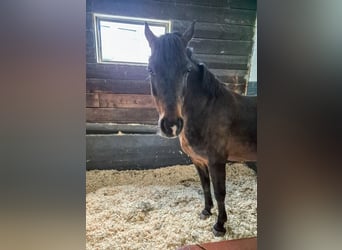 Lewitzer, Caballo castrado, 17 años, 135 cm, Castaño