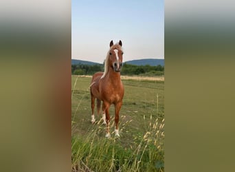 Lewitzer, Caballo castrado, 17 años, 140 cm, Alazán