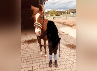 Lewitzer, Caballo castrado, 18 años, 132 cm