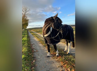 Lewitzer Mestizo, Caballo castrado, 18 años, 158 cm, Negro