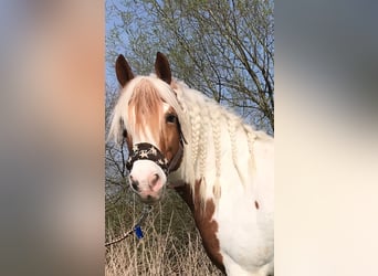 Lewitzer, Caballo castrado, 20 años, 143 cm, Tobiano-todas las-capas