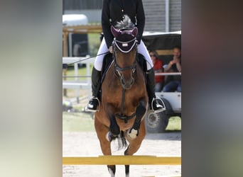 Lewitzer, Caballo castrado, 20 años, 145 cm, Pío