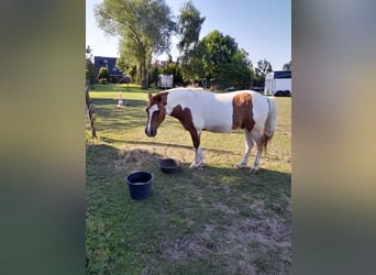 Lewitzer, Caballo castrado, 23 años, 145 cm, Pío