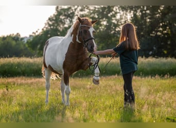 Lewitzer, Caballo castrado, 23 años, 145 cm, Pío