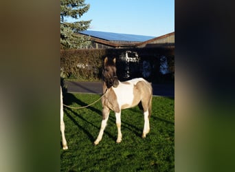 Lewitzer Mestizo, Caballo castrado, 2 años, 125 cm, Pío